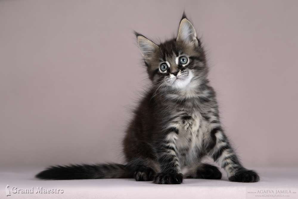 Улания, 1.5 мес.