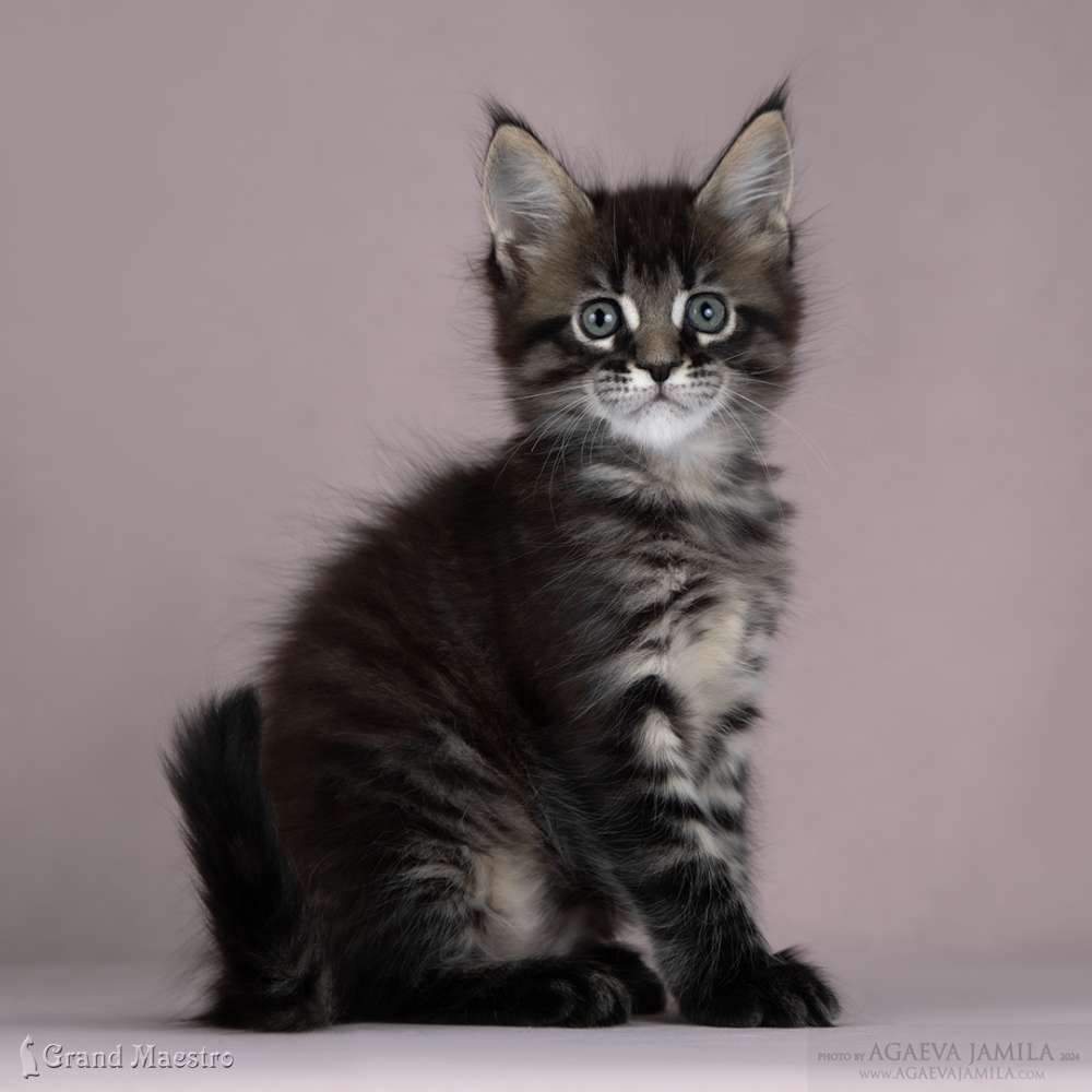 Улания, 1.5 мес.