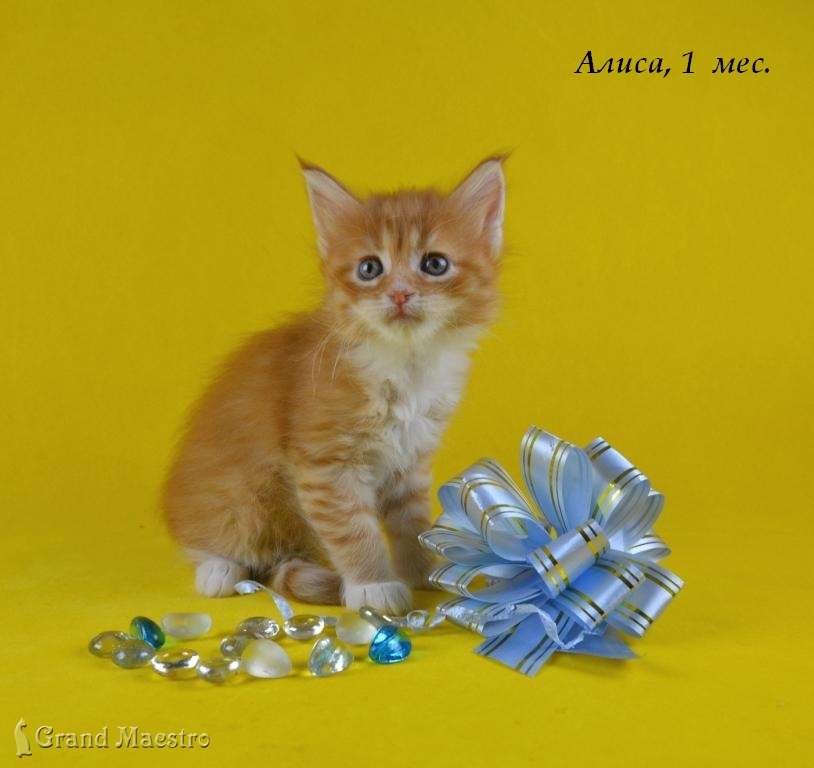 Алиса, 1 мес.