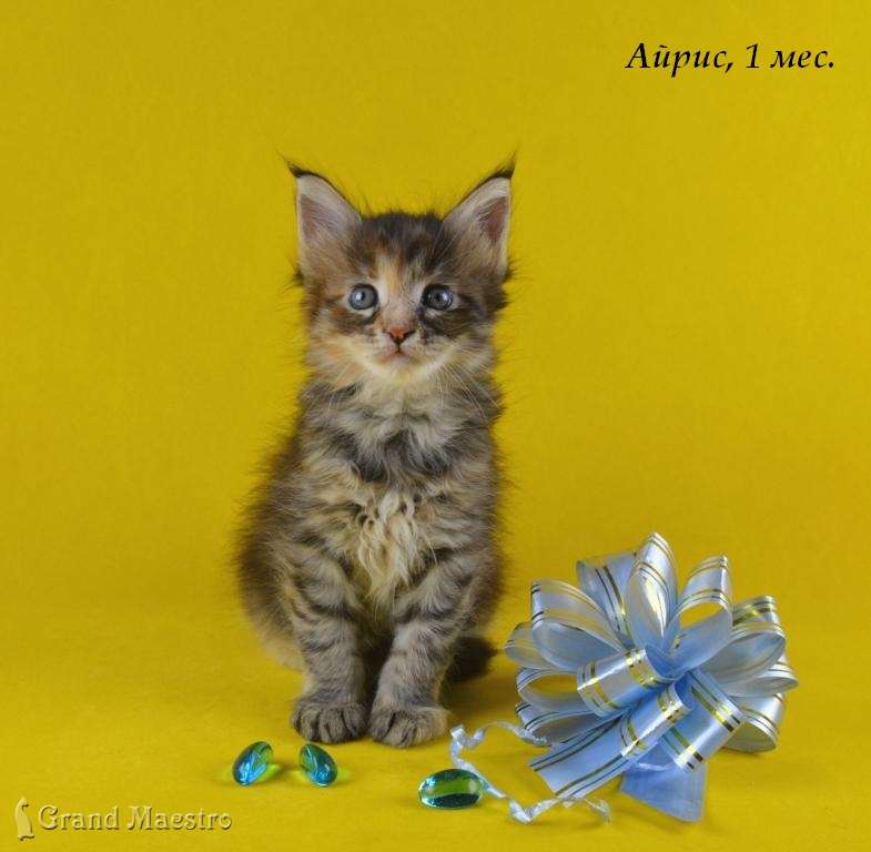 Айрис, 1 мес.