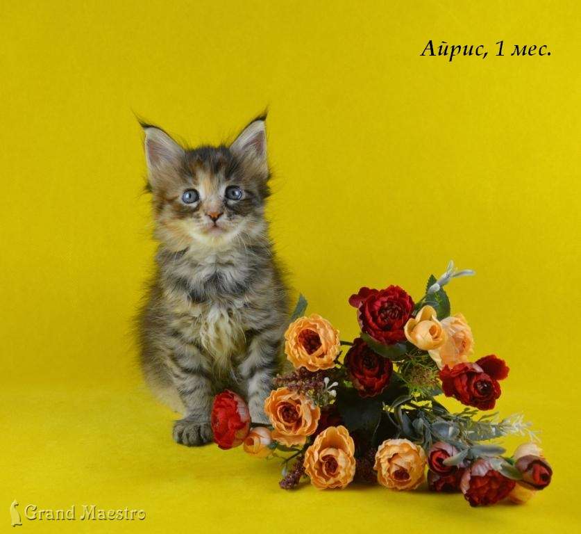 Айрис, 1 мес.