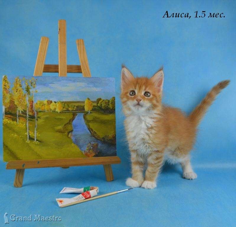 Алиса, 1.5 мес.
