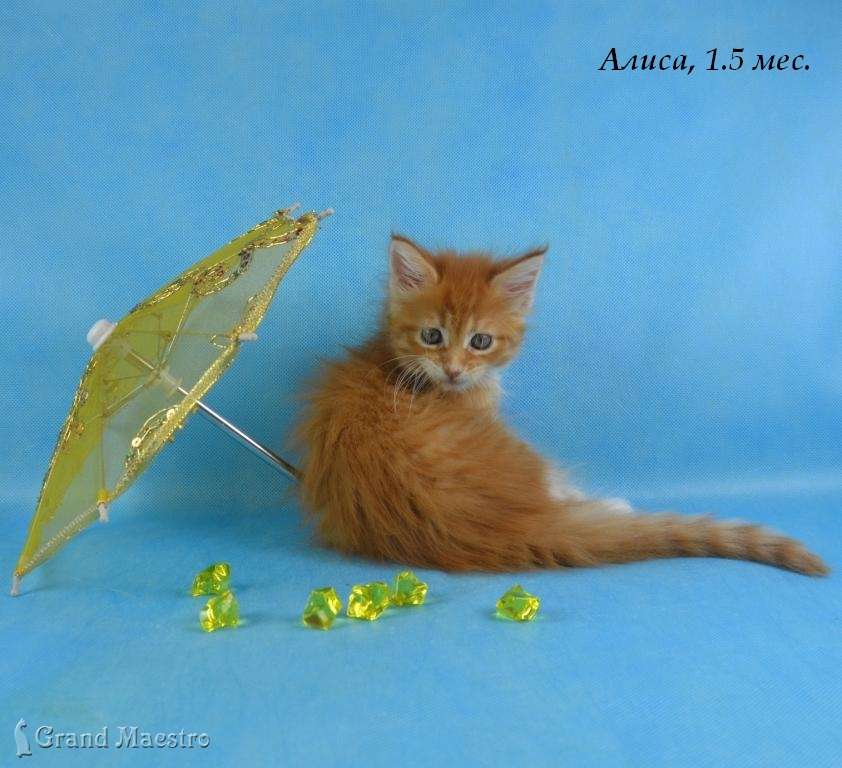 Алиса, 1.5 мес.