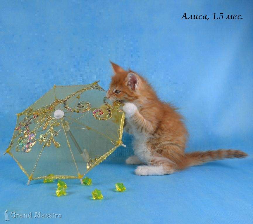 Алиса, 1.5 мес.