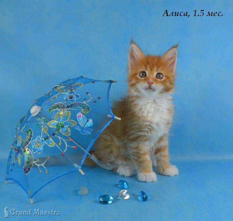 Алиса, 1.5 мес.