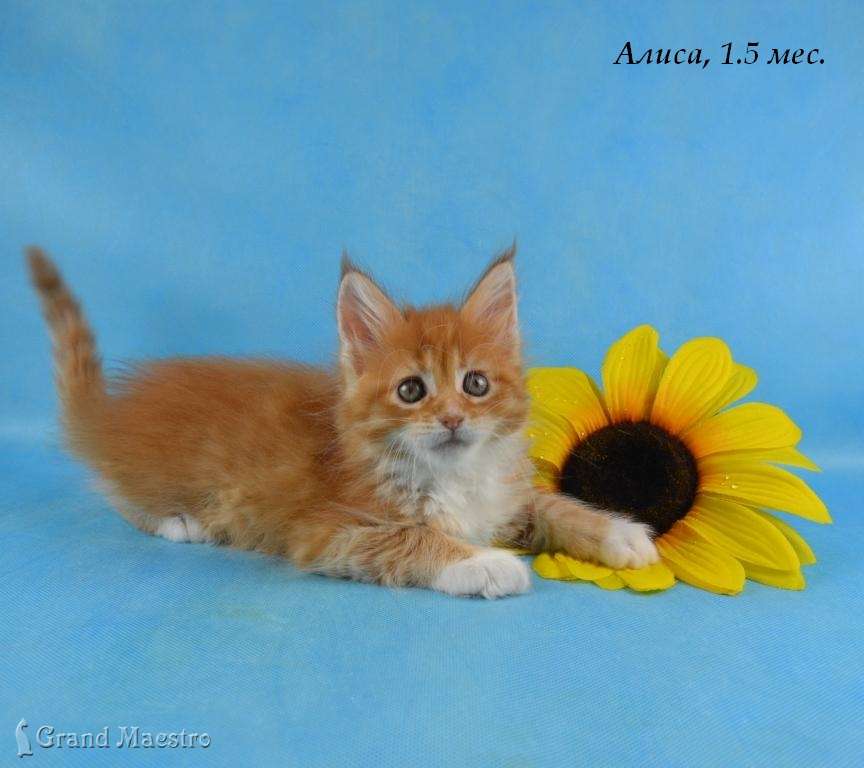Алиса, 1.5 мес.