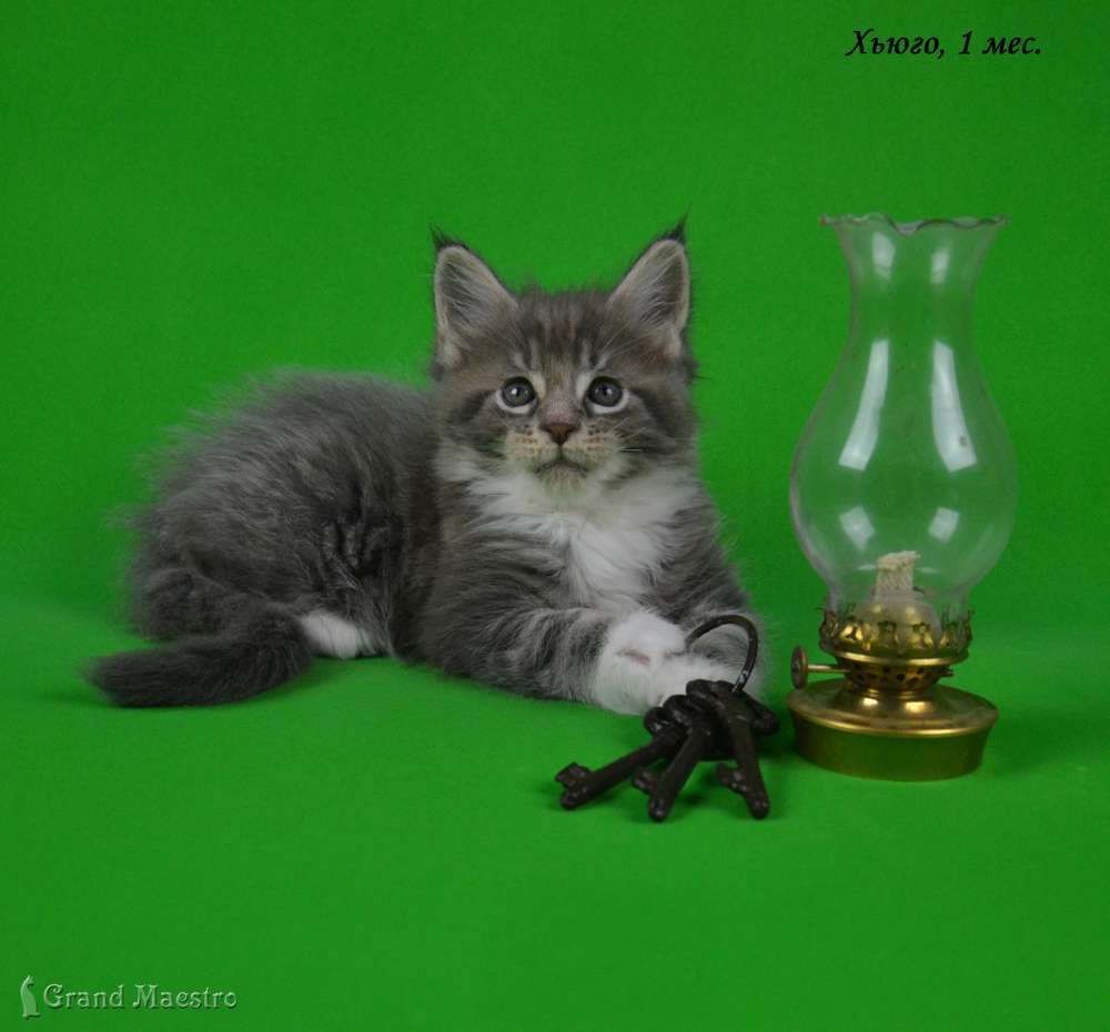 Хьюго, 1 мес.