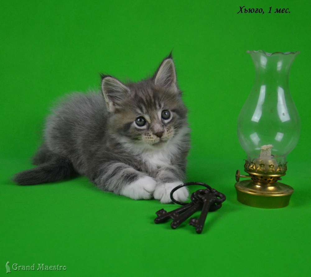 Хьюго, 1 мес.