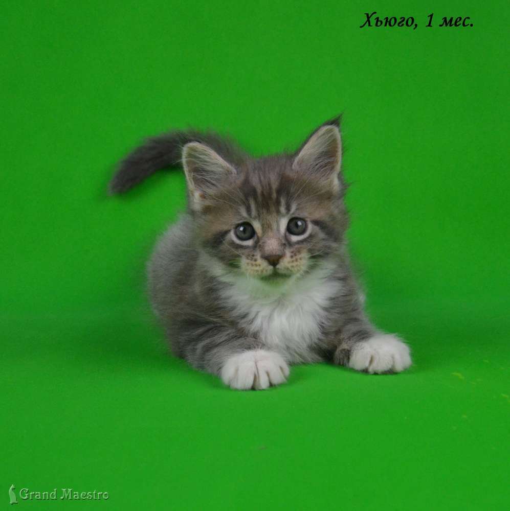 Хьюго, 1 мес.