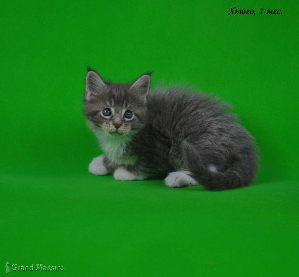 Хьюго, 1 мес.