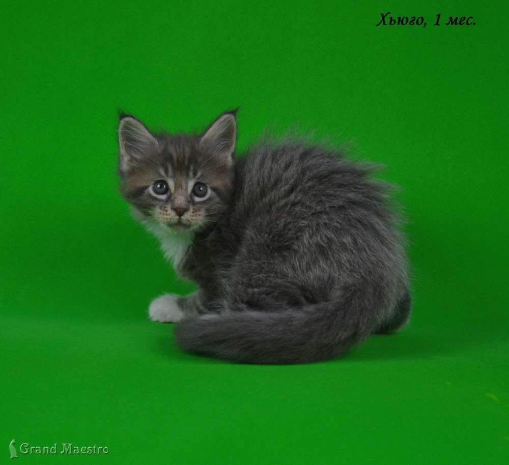Хьюго, 1 мес.