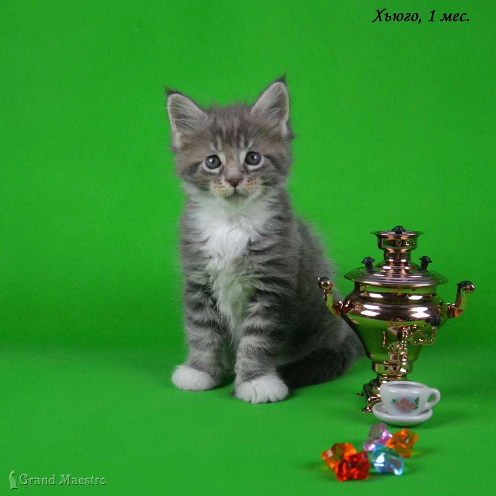 Хьюго, 1 мес.