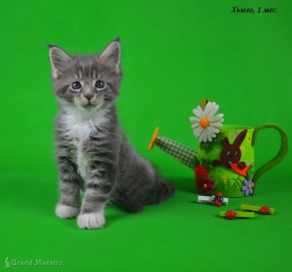 Хьюго, 1 мес.