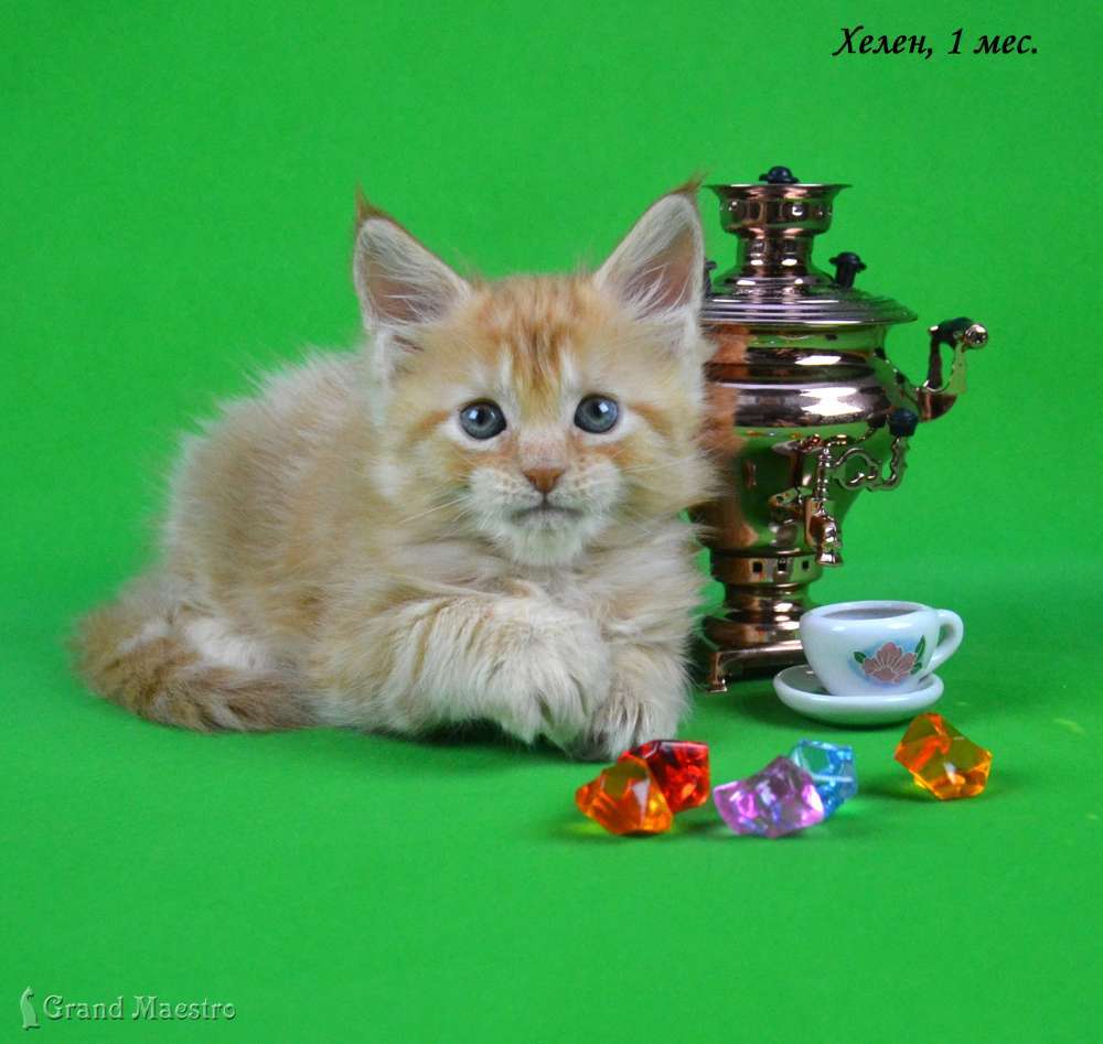 Хелен, 1 мес.