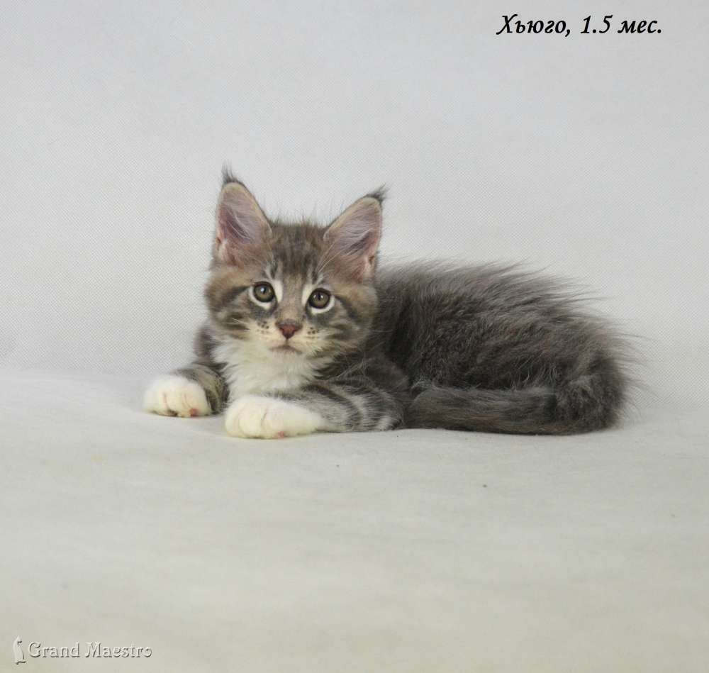 Хьюго, 1.5 мес.