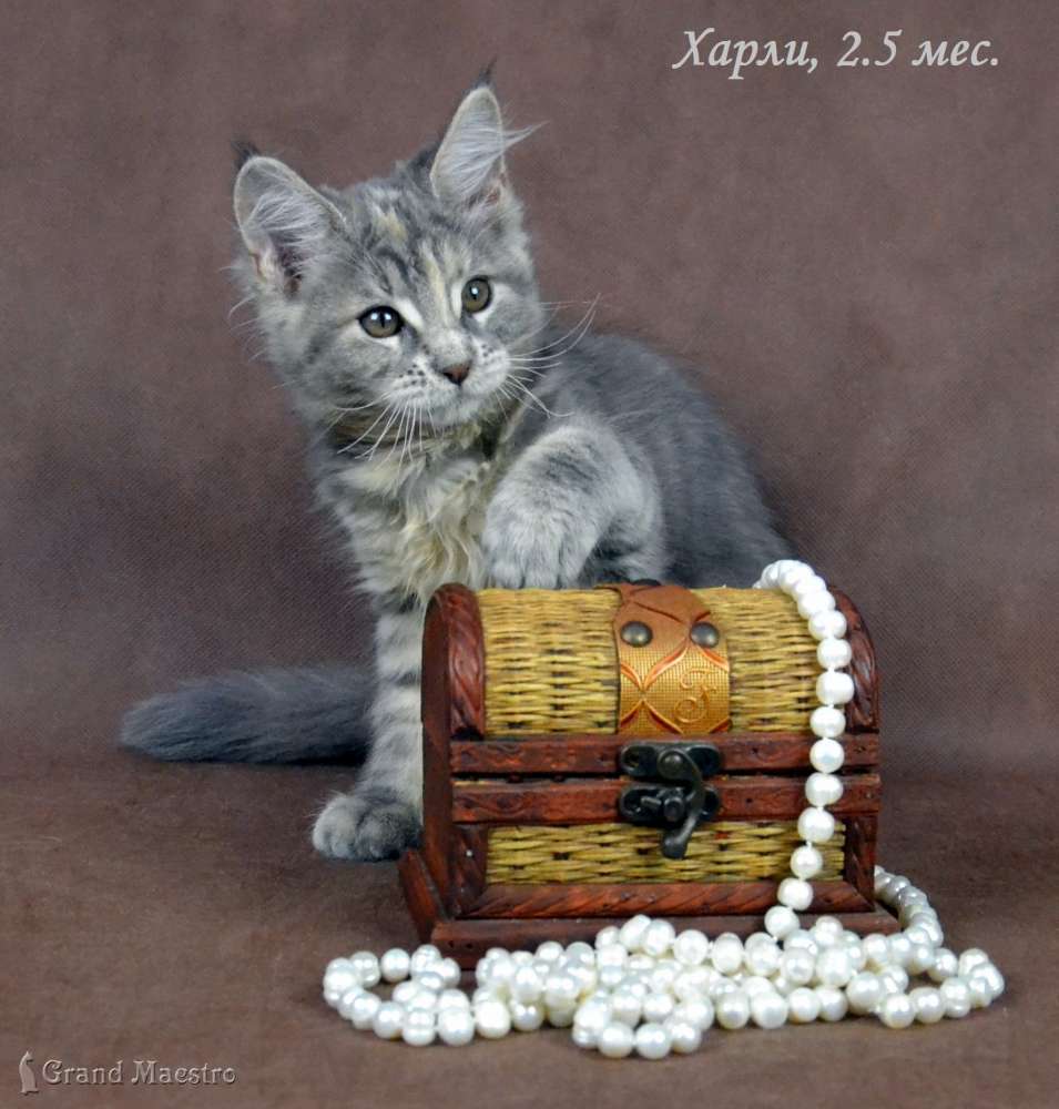 Харли, 2.5 мес.