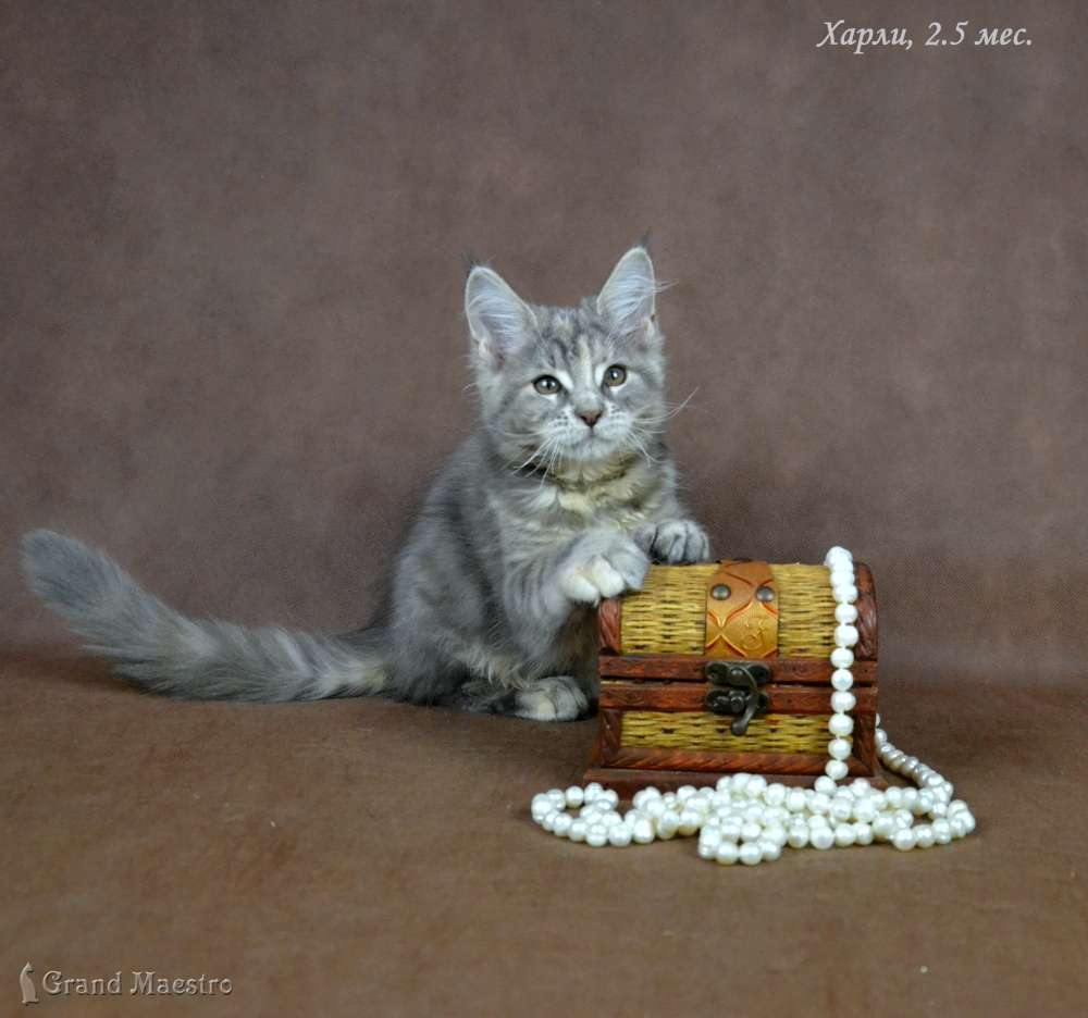 Харли, 2.5 мес.