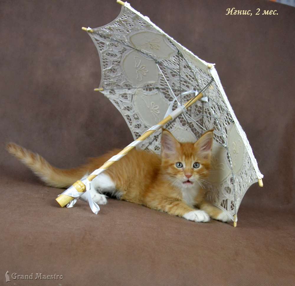 Игнис, 2 мес.