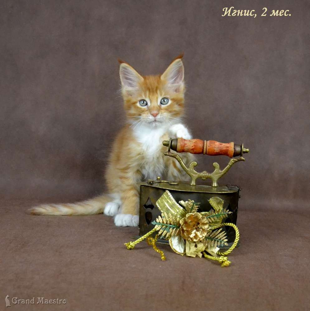 Игнис, 2 мес.