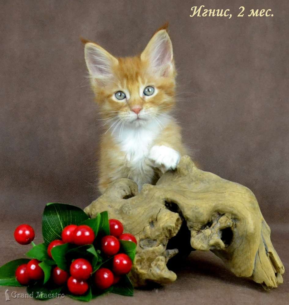 Игнис, 2 мес.