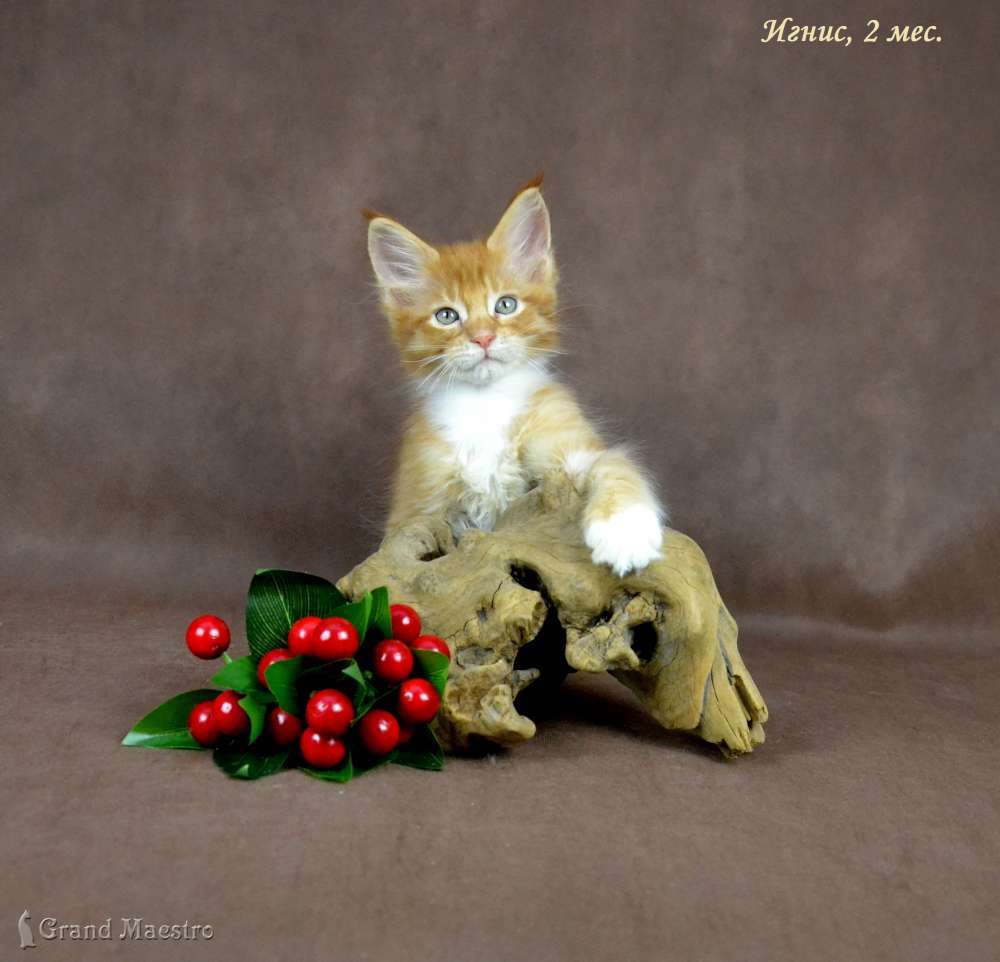 Игнис, 2 мес.
