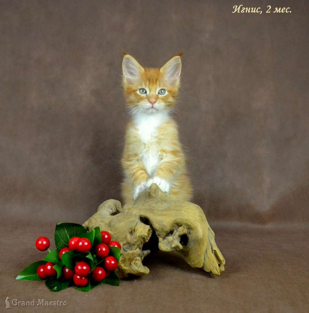 Игнис, 2 мес.