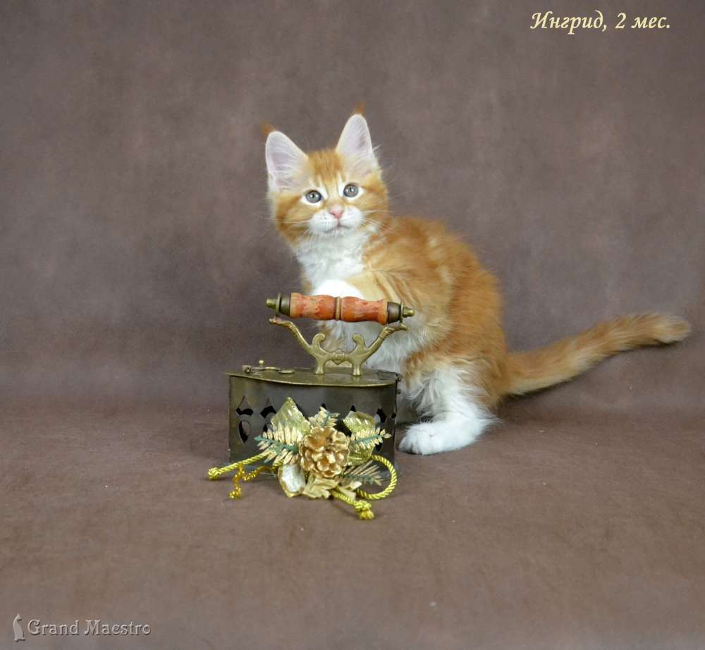 Ингрид, 2 мес.