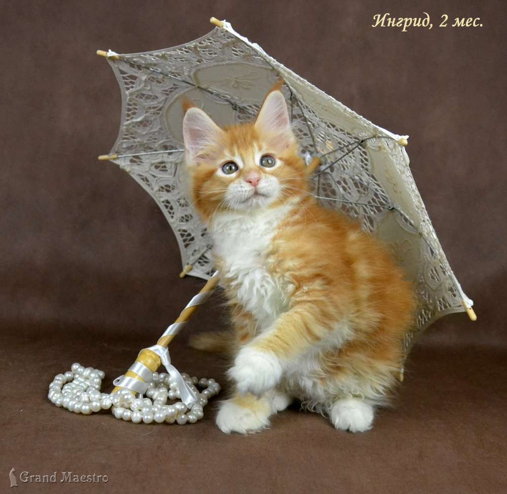 Ингрид, 2 мес.