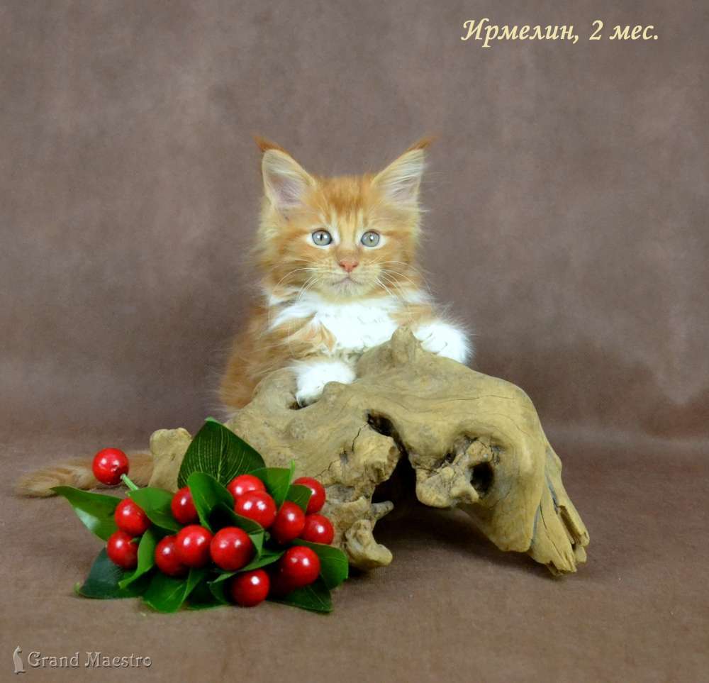 Ирмелин, 2 мес.
