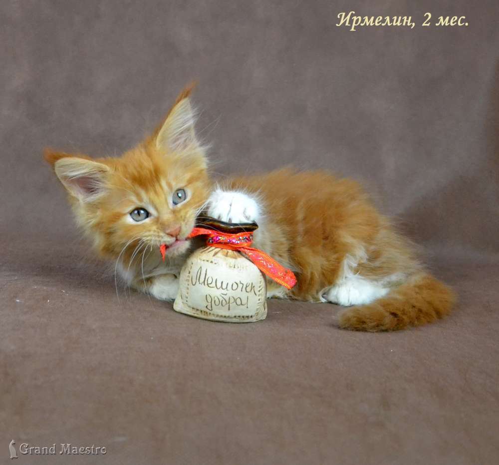 Ирмелин, 2 мес.