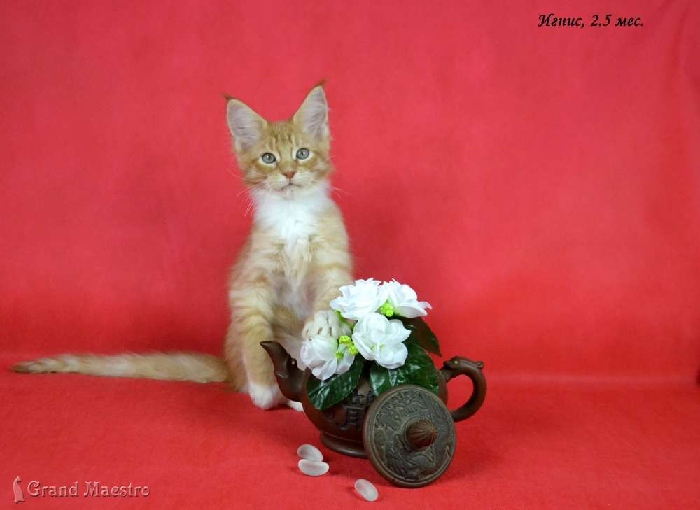 Игнис, 2.5 мес.
