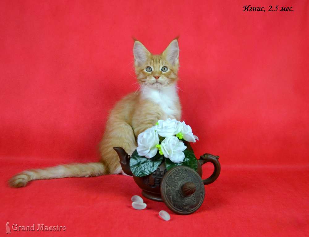 Игнис, 2.5 мес.