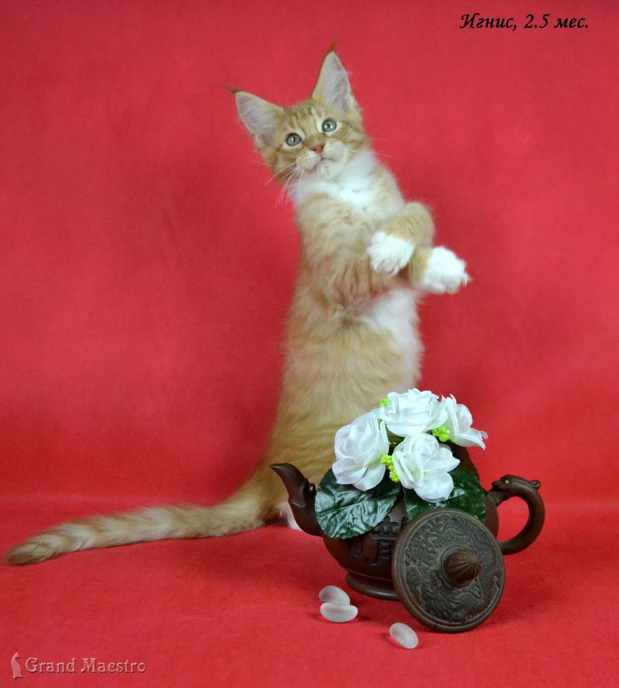 Игнис, 2.5 мес.