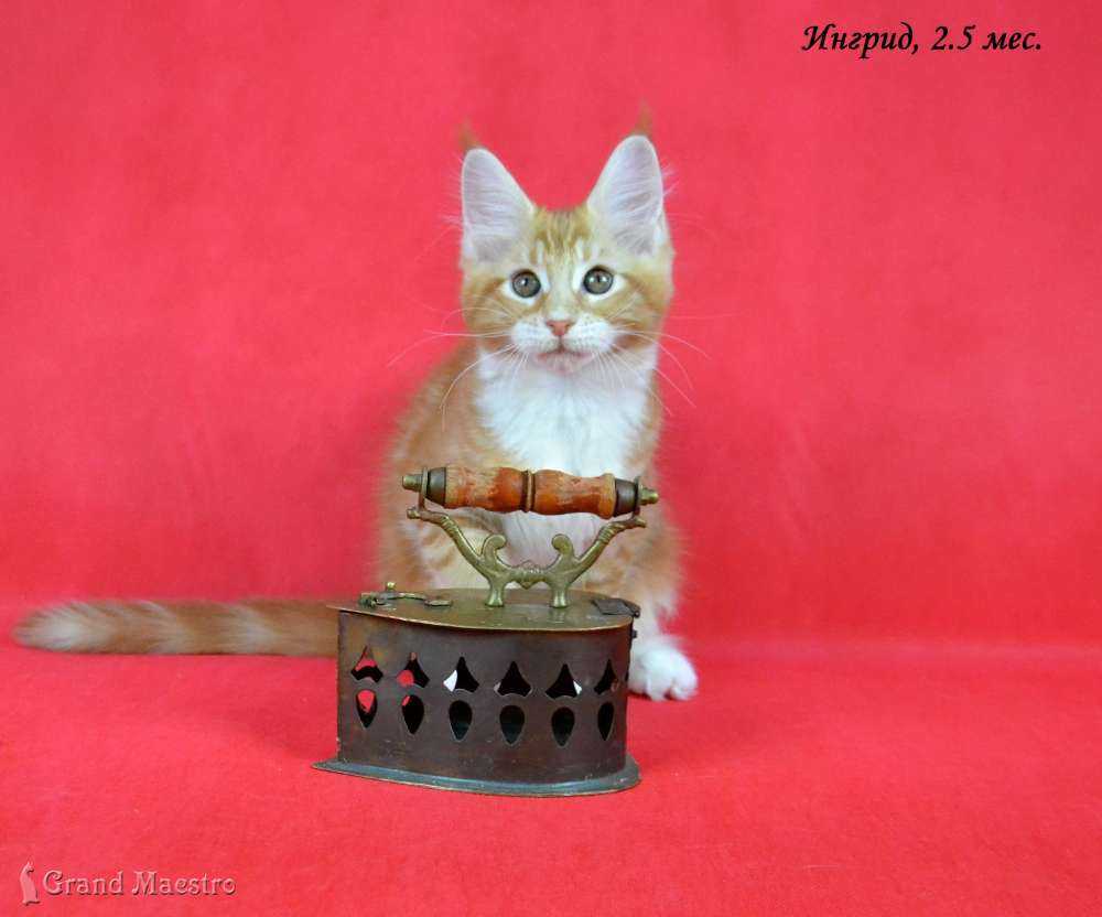 Ингрид, 2.5 мес.