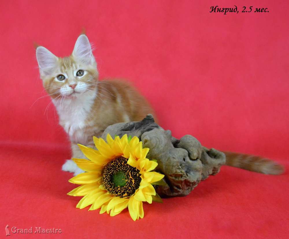 Ингрид, 2.5 мес.