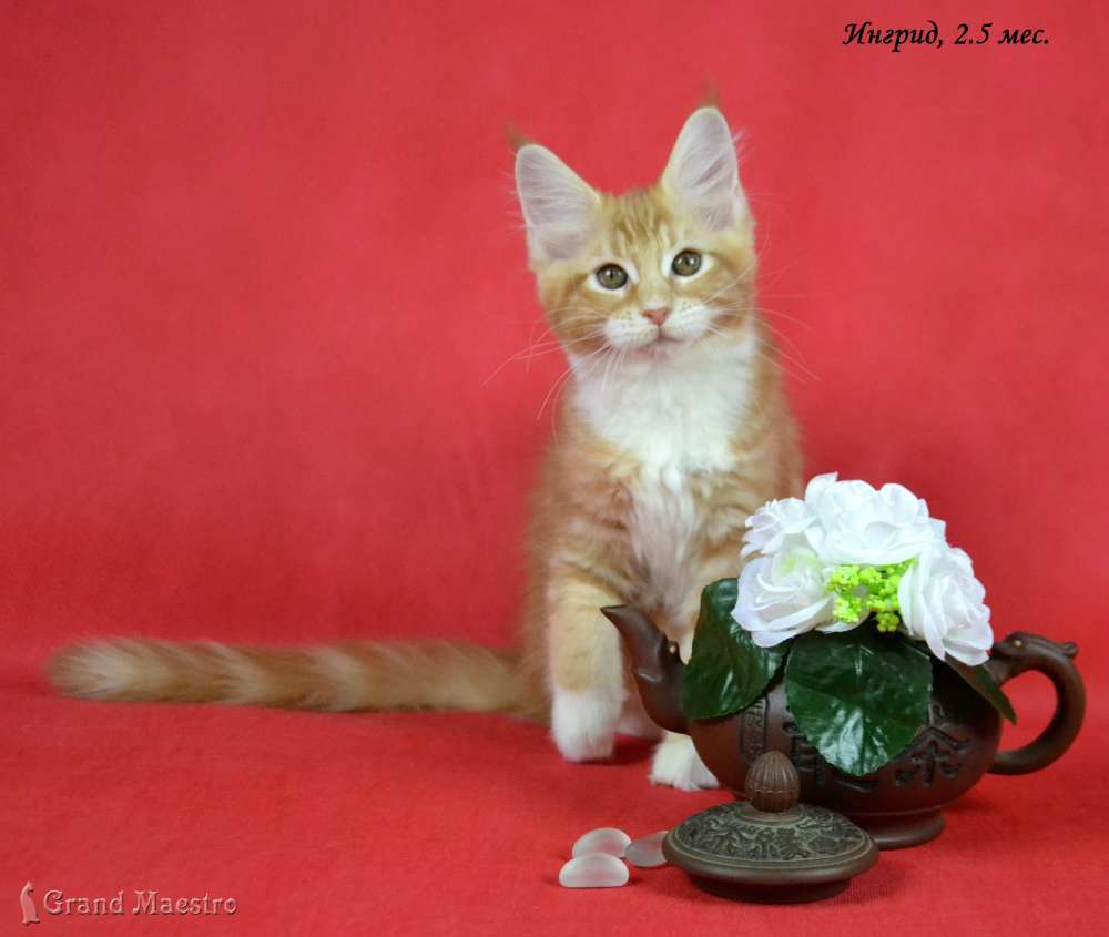 Ингрид, 2.5 мес.