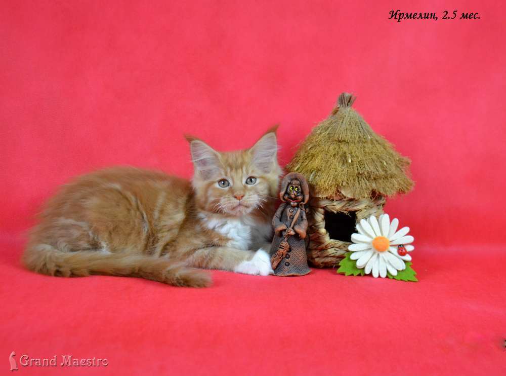 Ирмелин, 2.5 мес.