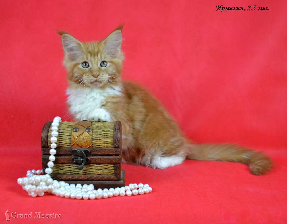 Ирмелин, 2.5 мес.