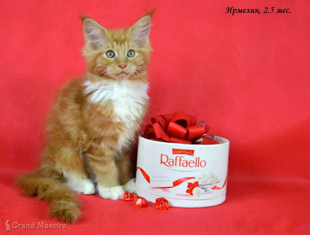 Ирмелин, 2.5 мес.
