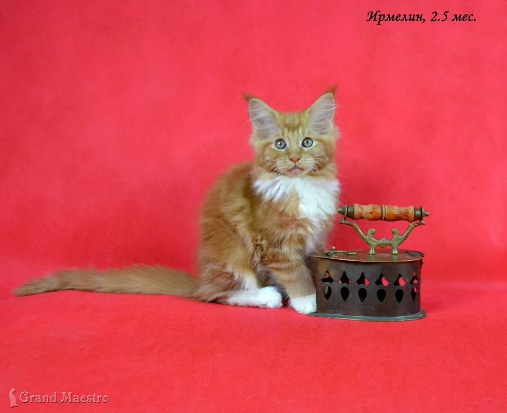 Ирмелин, 2.5 мес.