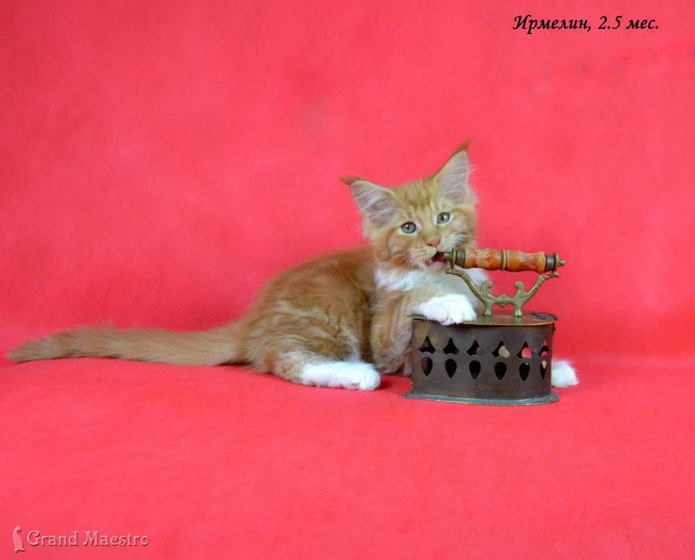 Ирмелин, 2.5 мес.