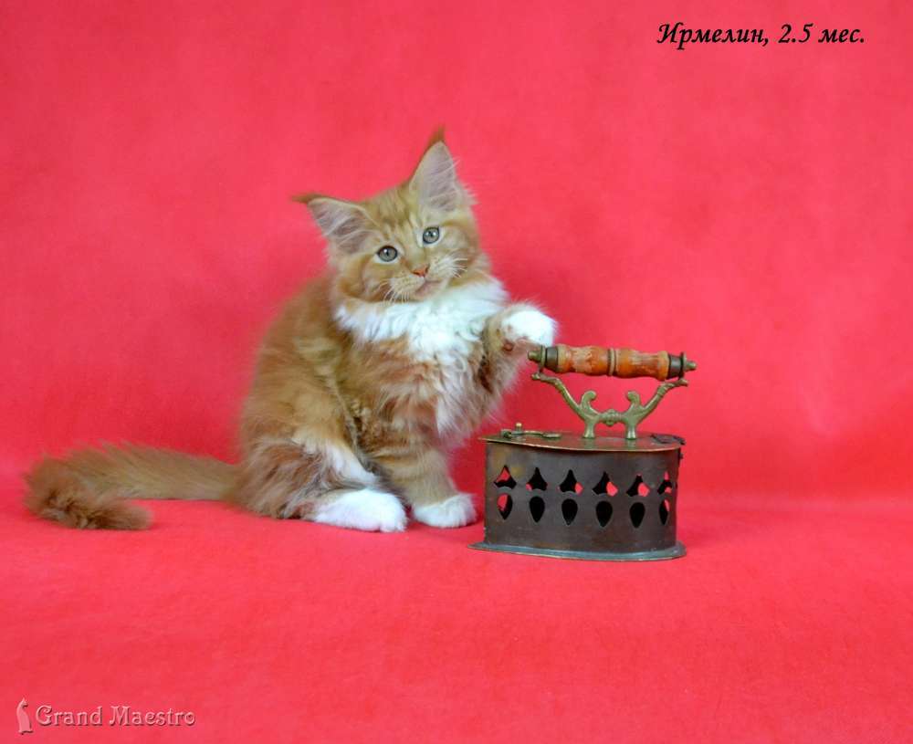 Ирмелин, 2.5 мес.