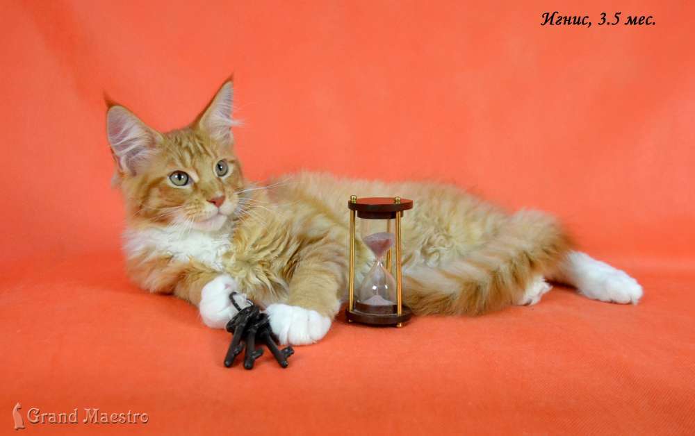 Игнис, 3.5 мес.