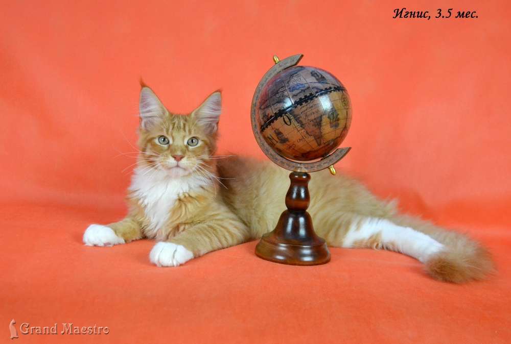 Игнис, 3.5 мес.
