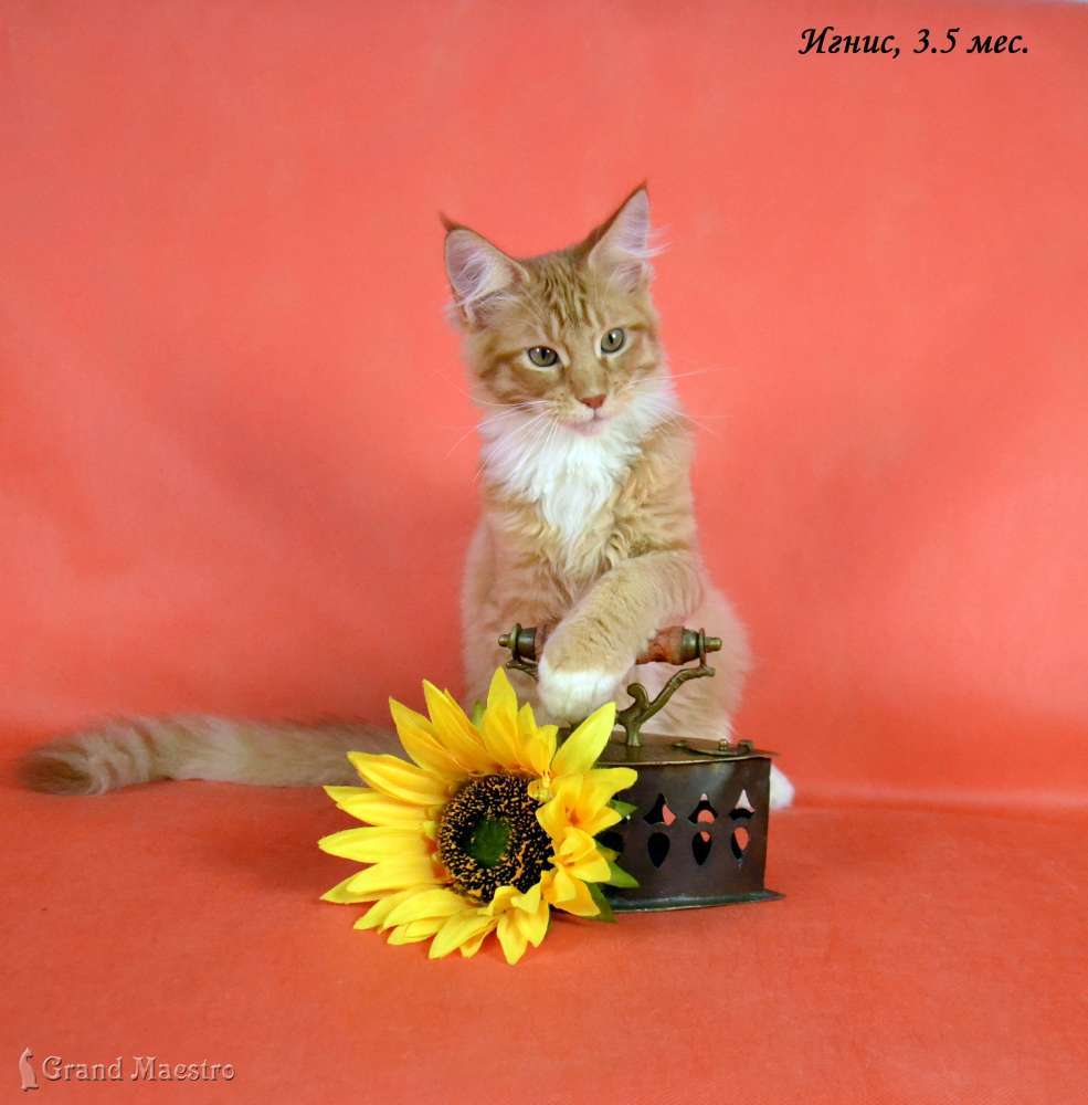 Игнис, 3.5 мес.