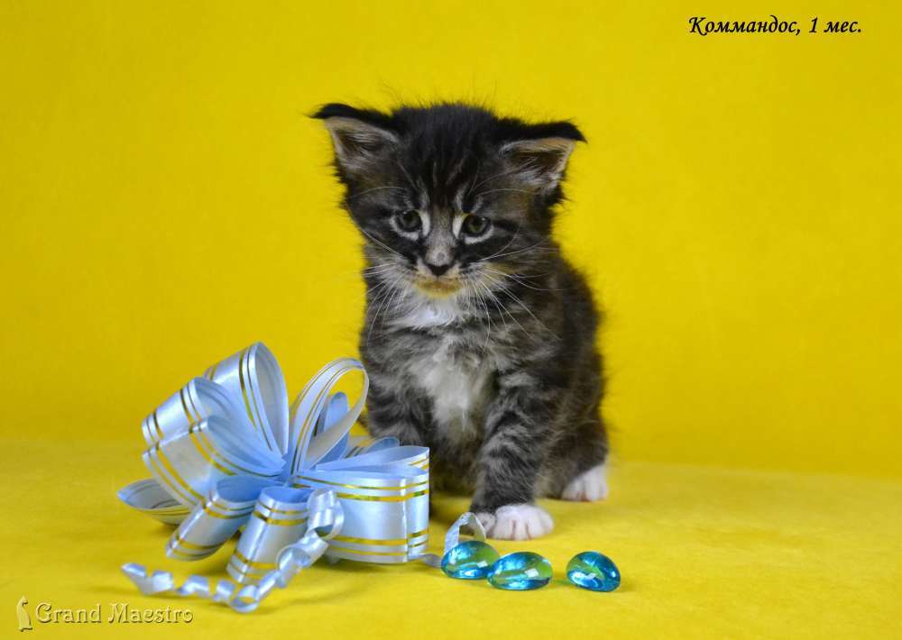 Коммандос, 1 мес.