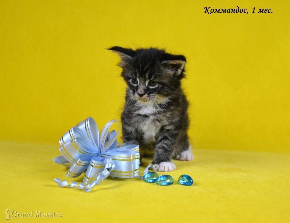 Коммандос, 1 мес.