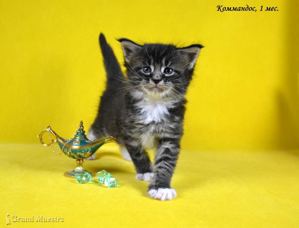 Коммандос, 1 мес.