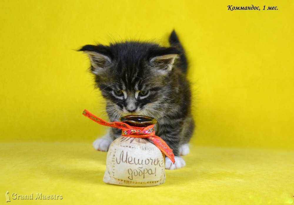 Коммандос, 1 мес.