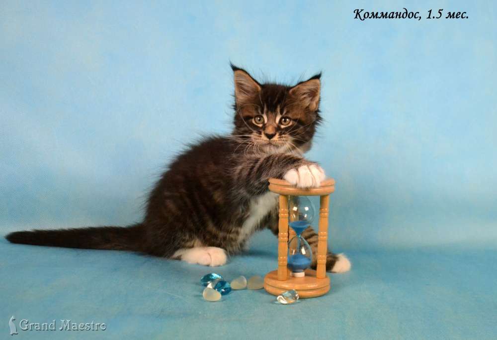 Коммандос, 1.5 мес.